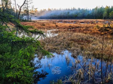Bataklıkların üzerinde hafif sis - Vettakollen