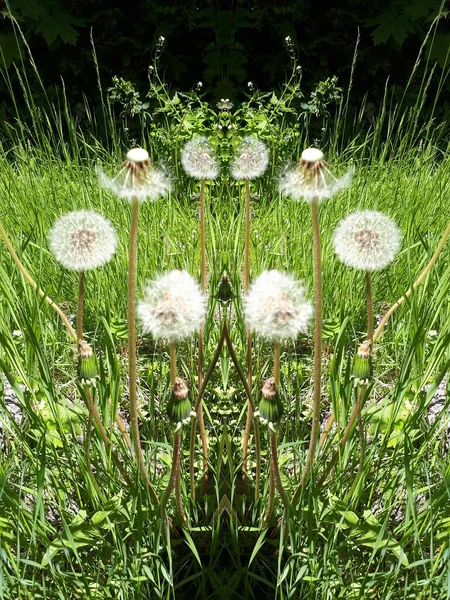 Yeşil bir çayırda karahindiba...