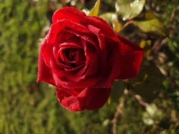 Soyut bir arkaplanda kırmızı gül - Oborniki 