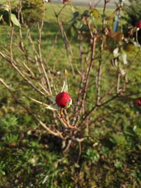 Rose Rouge Sur Fond Abstrait Oborniki — Photo