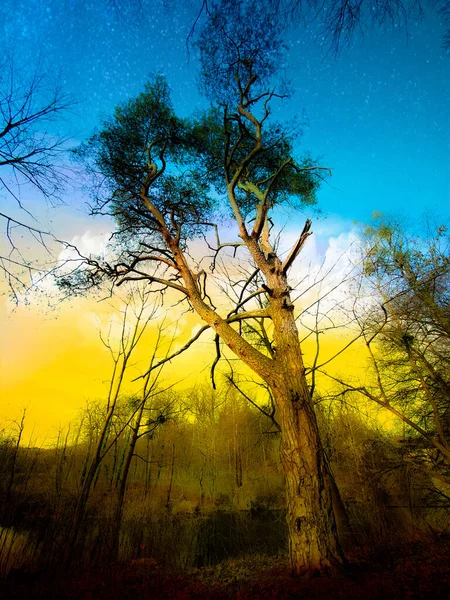 Uma Árvore Alta Contra Céu Oborniki — Fotografia de Stock