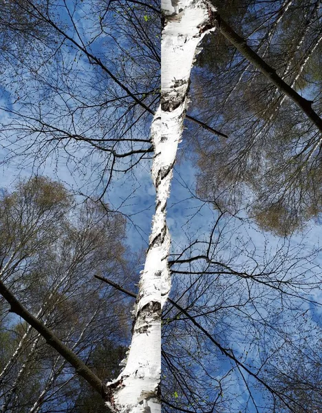 Pohon Tinggi Terhadap Langit Kielce — Stok Foto