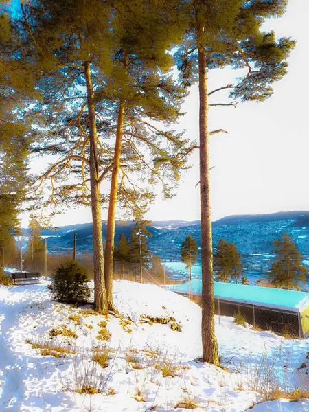 Árvores Altas Contra Pano Fundo Das Montanhas Drammen — Fotografia de Stock