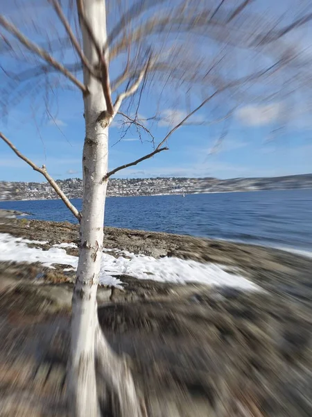 Mavi gökyüzüne karşı ağaç - Malmya