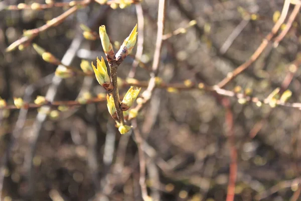 Bulanık arkaplanda bitkisi olan dal - Mlen