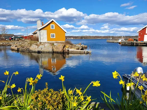 Fleurs Jaunes Sur Fond Ciel Bleu Eau Nevlunghavn — Photo