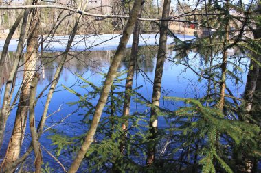 Mavi suyun arka planında ağaç dalları - Solbergfossen