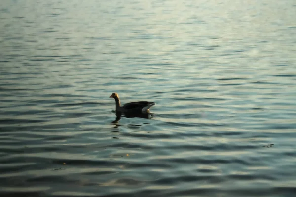 Suddigt Foto Fågel Vattnet Fornebu — Stockfoto