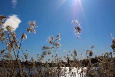 Mavi gökyüzüne karşı sazlar - Fornebu