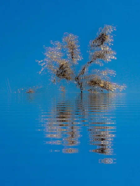 Reflectie Van Plant Blauw Water Fornebu — Stockfoto