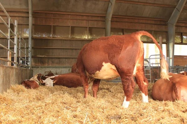 İnek ahırında beyaz ve kahverengi inekler Bogstad Grd