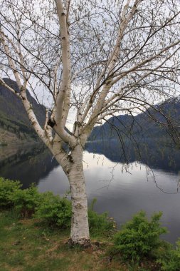 Fiyortun arka planında beyaz huş ağacı - Norveç