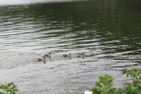 Aves Aquáticas Flutuando Mar Lysaker — Fotografia de Stock