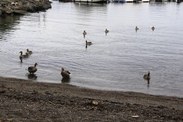 Vattenfåglar Som Flyter Havet Lysaker — Stockfoto