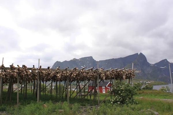 dried and salted cod in the background of the mountains - Reine (Lofoten)