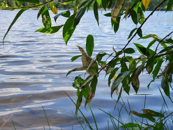 Hojas Contra Agua Azul Sognsvann — Foto de Stock