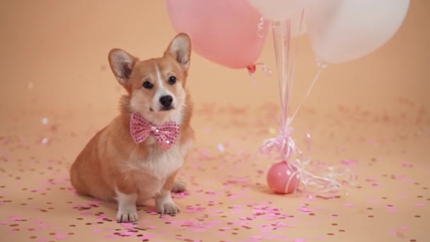 Un simpatico cane con un fiocco sul collo si siede nello studio vicino ai palloncini con elio e coriandoli sparsi su uno sfondo di pesca delicato. — Video Stock