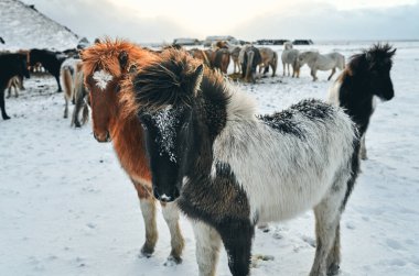 Dağların yakınında karla kaplı çayırlarda otlayan güzel atlar. Kış mevsiminde atlar sert koşullarda kar dondurucu kışta.