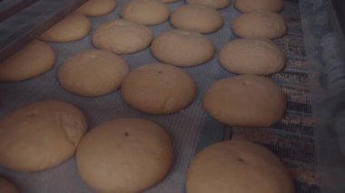 Taşıyıcı bantlı bir somun ile fırın ürünleri üretimi için otomatik hat, bir şekerleme fabrikasının atölyesinde ekipman, endüstriyel gıda üretimi. Fırında üretim fırını..