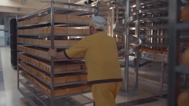 Bagaren bär hyllor med färdigbakat bröd. Bageri matfabrik. Industriell produktion av bageriprodukter på ett transportband - teknik och utrustning vid en livsmedelsbearbetningsanläggning. — Stockvideo