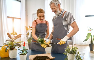 Olgun bir çift tatilde birlikte vakit geçirir ve evde bahçe işleriyle uğraşır. Doğa, hobi, iç mekan ve sevgili kavramı. Evde birlikte bitki nakli yaparken masada duran bir çift bahçıvan..