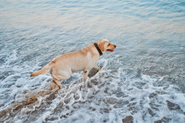 Tasmalı bir bej labrador denizde yüzmek ister..