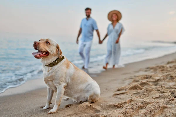 Pareja Joven Enamorada Paseando Por Playa Cogida Mano Con Perro — Foto de Stock