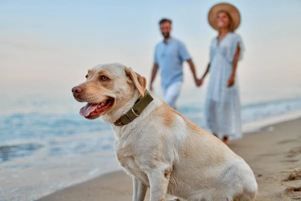 Pareja Joven Enamorada Paseando Por Playa Cogida Mano Con Perro — Foto de Stock