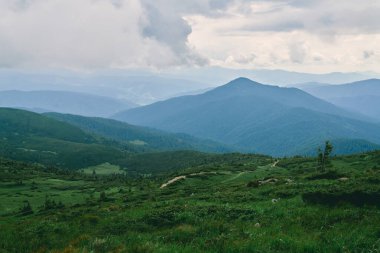 Orman. Yeşil dağ orman manzarası. Dağ orman. Fantastik orman manzara. Dağ orman bulutlar manzara içinde. Sisli orman. Dağ orman manzarası. Karanlık ormanda haze manzara.