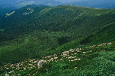 Yeşil yemyeşil çimenler ve taşlarla kaplı dağlar ve ovalar. Bulutların sisli olduğu dağ ormanı. Dağ ormanı manzarası.