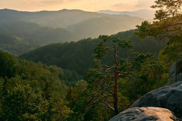 Pine forest landscape in the mountains. Sunrise in the mountains. Forest covered with light fog at sunrise. Travel, recreation, tourism.