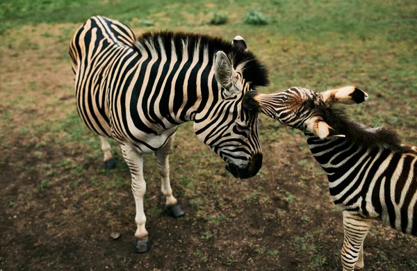 Nahaufnahme Eines Zebras Mit Einem Fohlen Das Einem Naturschutzgebiet Mit — Stockfoto