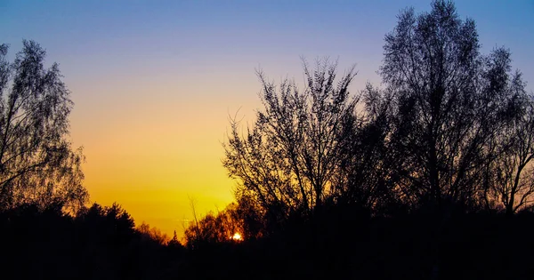 Sonnenuntergang im Wald — Stockfoto