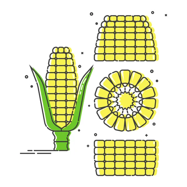 Целые Кукурузные Початки Частям Разрезе Органическая Еда Молодое Ухо Кукурузы — стоковый вектор