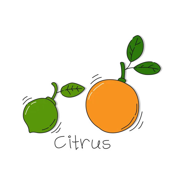 Orange Och Lime Frukt Vit Bakgrund Tecknad Skiss Grafisk Design — Stock vektor