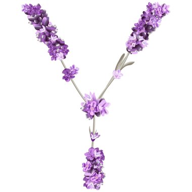  İngiliz alfabesinin büyük harfi Y 'nin lavanta biçimindeki görüntüsü