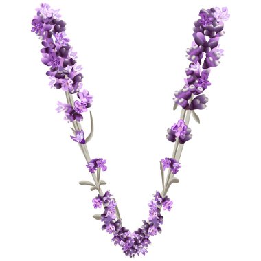 İngilizcenin V harfinin vektör görüntüsü lavanta filizi şeklinde 