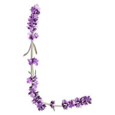 İngiliz alfabesinin büyük harfi L 'nin vektör görüntüsü beyaz arkaplanda parlak renklerde lavanta filizi şeklinde.