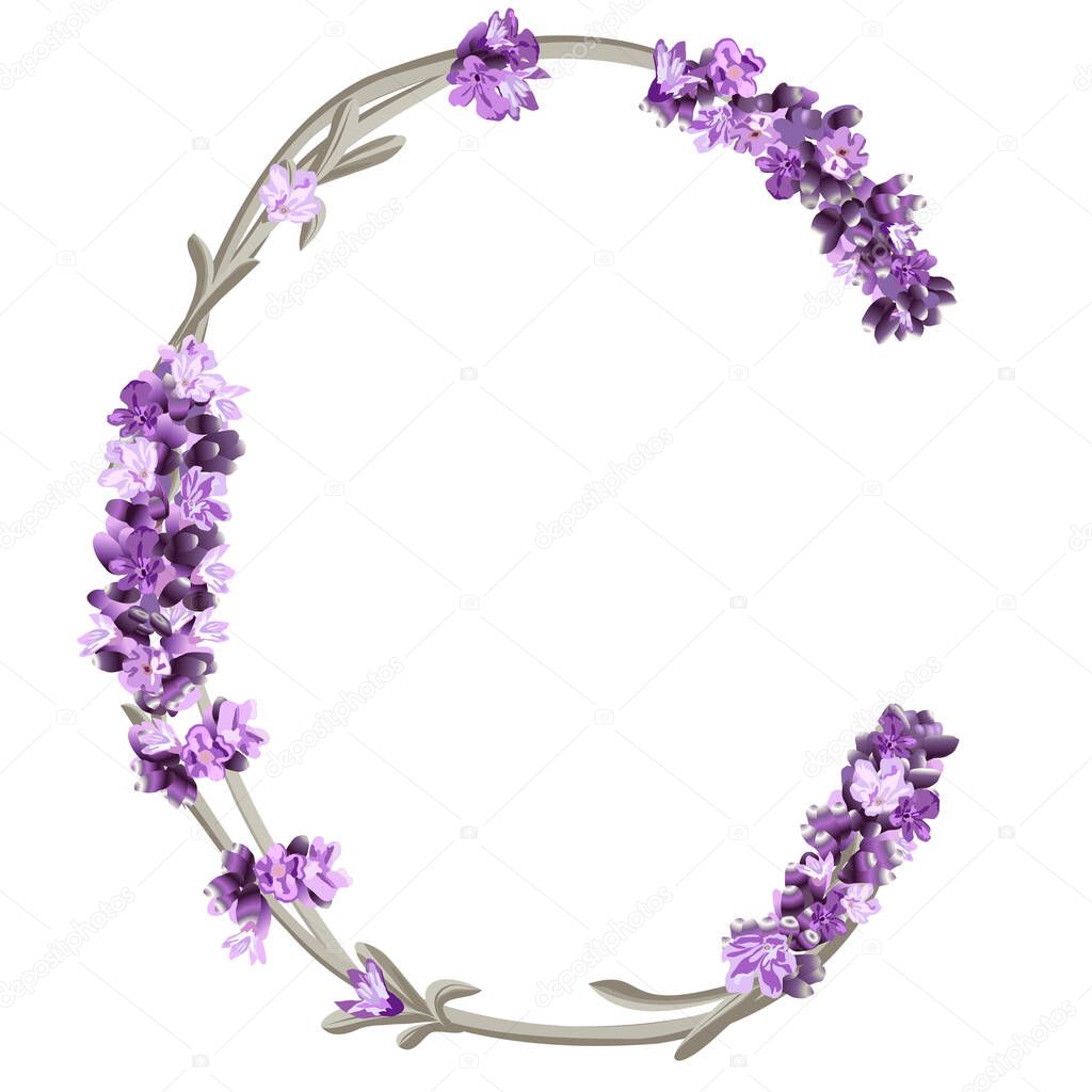 vector image of the capital letter C of the English alphabet in the form of lavender sprigs in bright colors on a white background