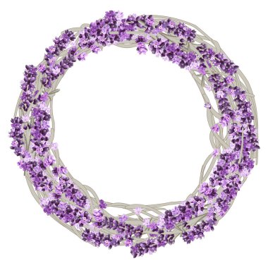 Mor çiçeklerdeki lavanta dallarından ve çiçeklerden oluşan bir çelengin vektör görüntüsü
