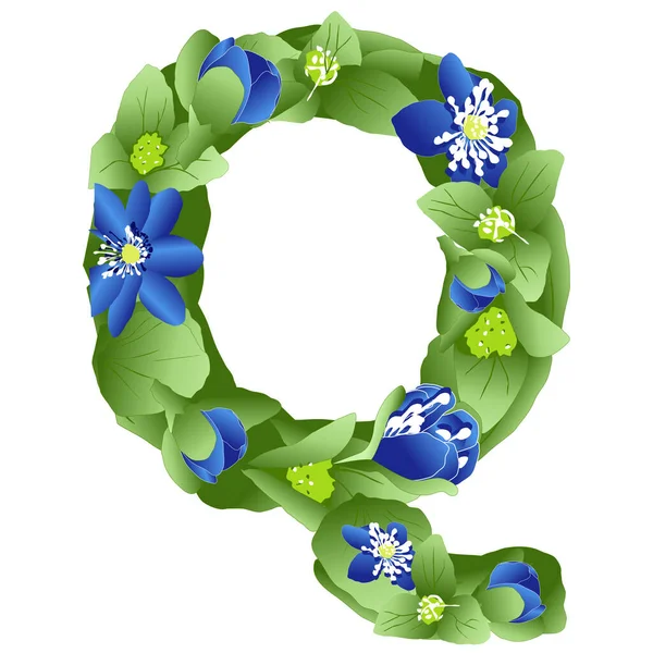 İngiliz alfabesinin Q harfinin vektör görüntüsü çiçek ve yeşil renkli karaciğer otu yaprakları şeklinde yapılmıştır.