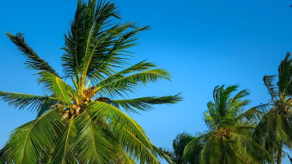 Coconut palm trees Beautiful natural tropical background. Toned photo. Copy space.