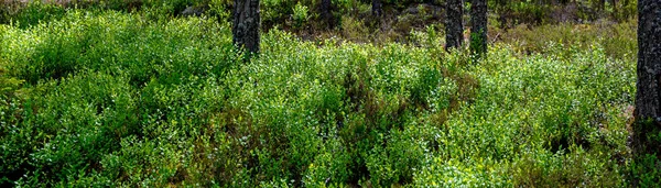 Vista Panorámica Arbustos Arándanos Verdes Iluminados Por Sol Bosque Sueco —  Fotos de Stock