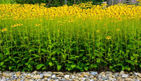 Rabatt Med Gula Blommor Växtarten Rudbeckia — Stockfoto