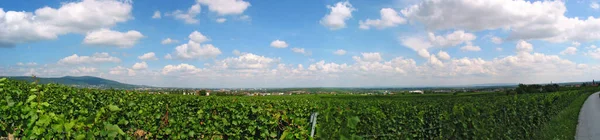 Vista Panoramica Vigneto Sooss Bassa Austria Austria — Foto Stock