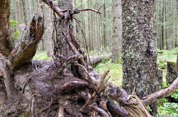 在奥地利东部蒂罗尔的茂密森林中 暴露了倒下的树的根茎 — 图库照片