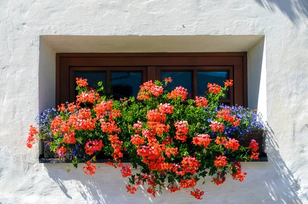 Ventana Madera Marrón Con Decoración Oppulenta Flor Por Las Plantas —  Fotos de Stock