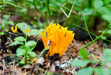 Orman toprağında yetişen sarı mercan mantarının yanında.