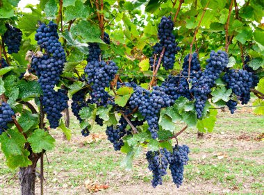 Sooss, Avusturya 'da çeşitli Blauburger sarmaşıkları ve böcek ilacı içeren şarap stokları.