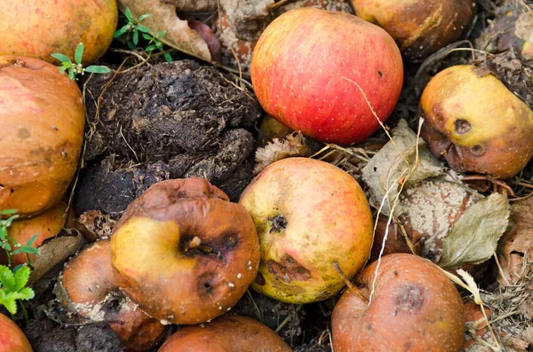 Ein Paar Faule Äpfel Auf Dem Boden — Stockfoto